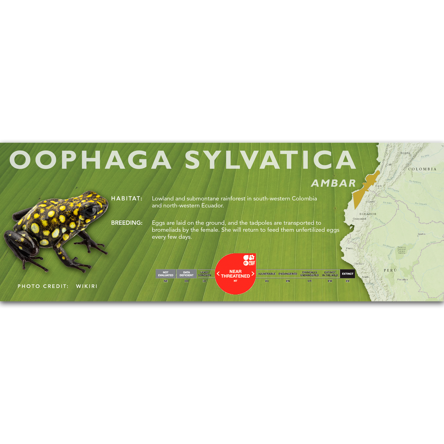 Oophaga sylvatica - Classic Vivarium Label