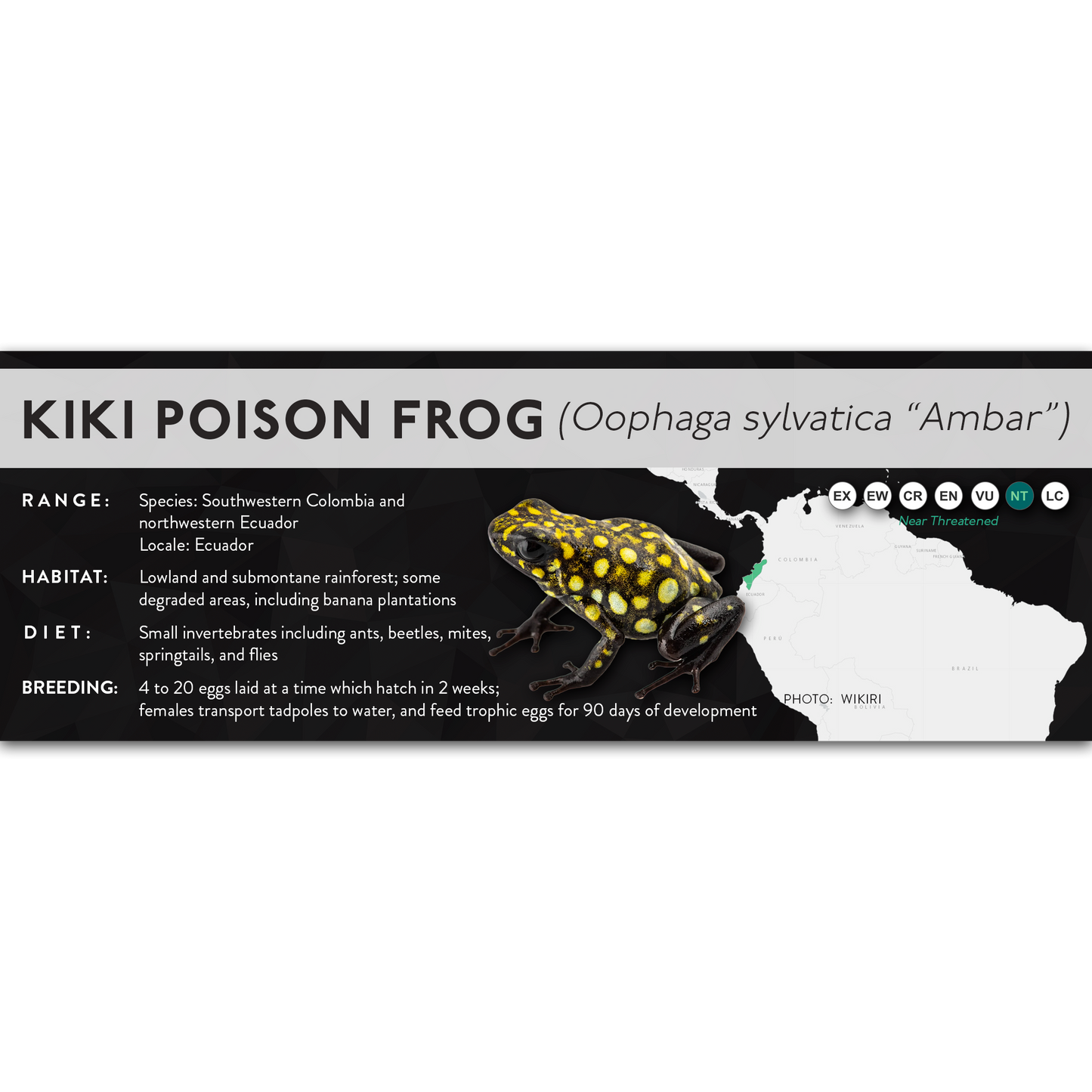 Kiki Poison Frog (Oophaga sylvatica) - X Label