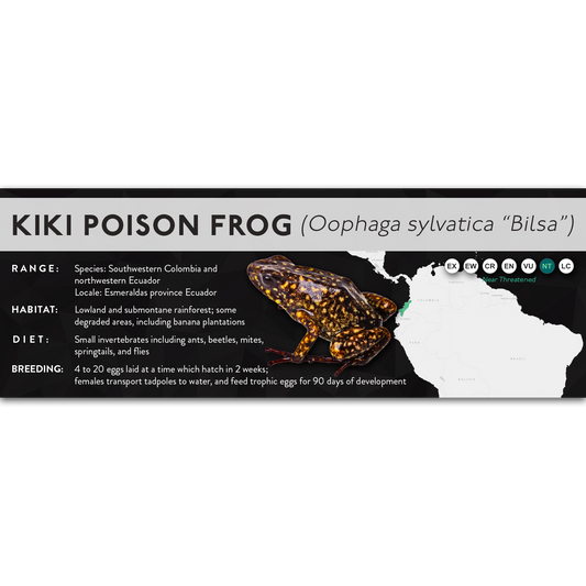 Kiki Poison Frog (Oophaga sylvatica) - X Label