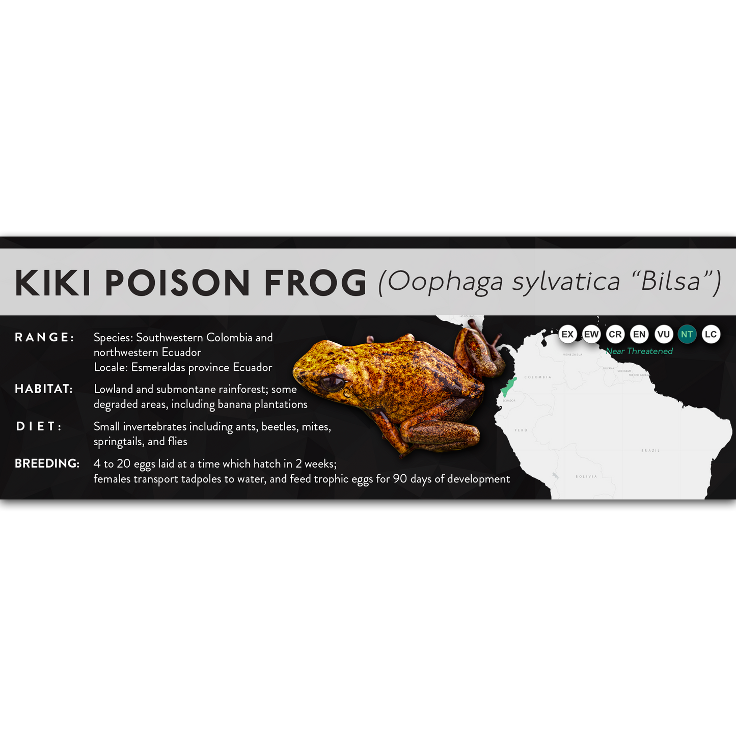 Kiki Poison Frog (Oophaga sylvatica) - X Label