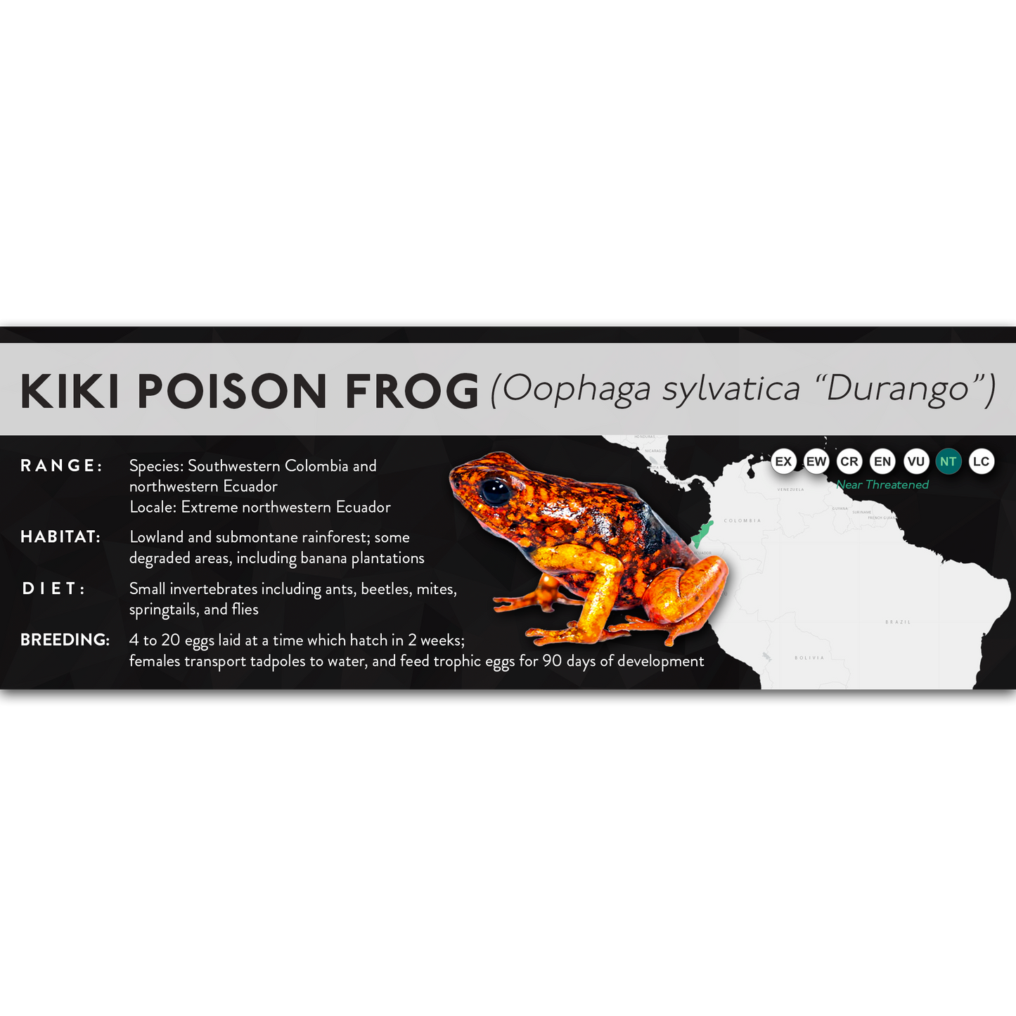 Kiki Poison Frog (Oophaga sylvatica) - X Label