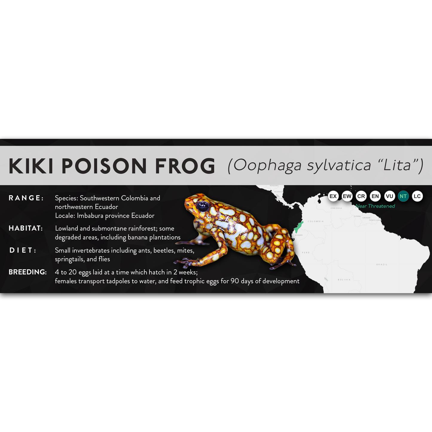 Kiki Poison Frog (Oophaga sylvatica) - X Label
