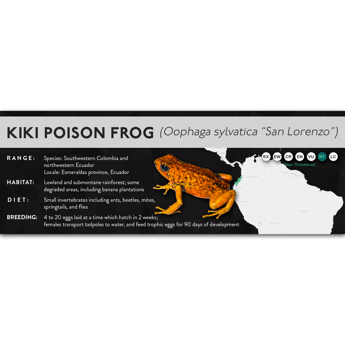 Kiki Poison Frog (Oophaga sylvatica) - X Label