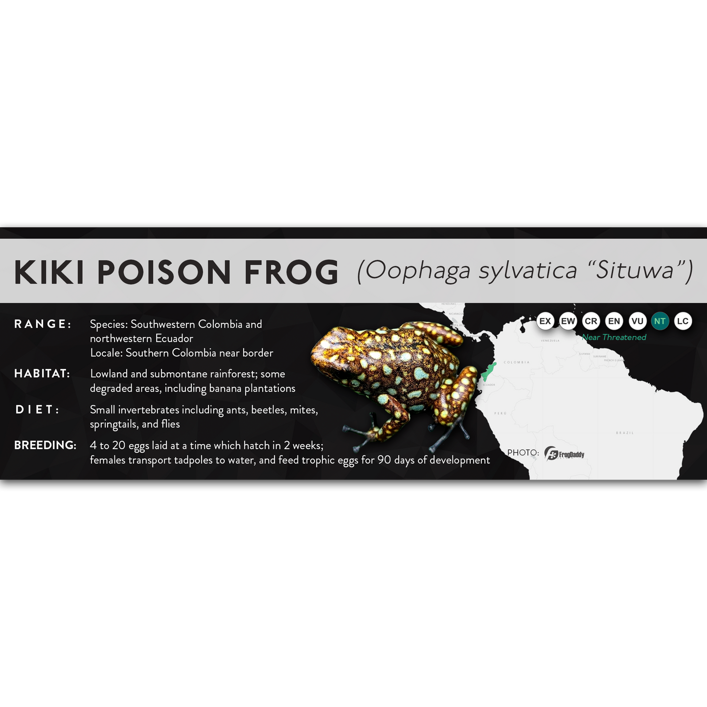 Kiki Poison Frog (Oophaga sylvatica) - X Label