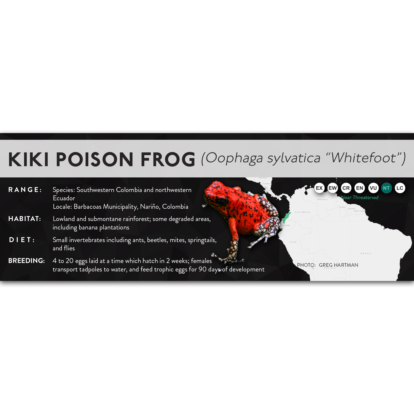 Kiki Poison Frog (Oophaga sylvatica) - X Label