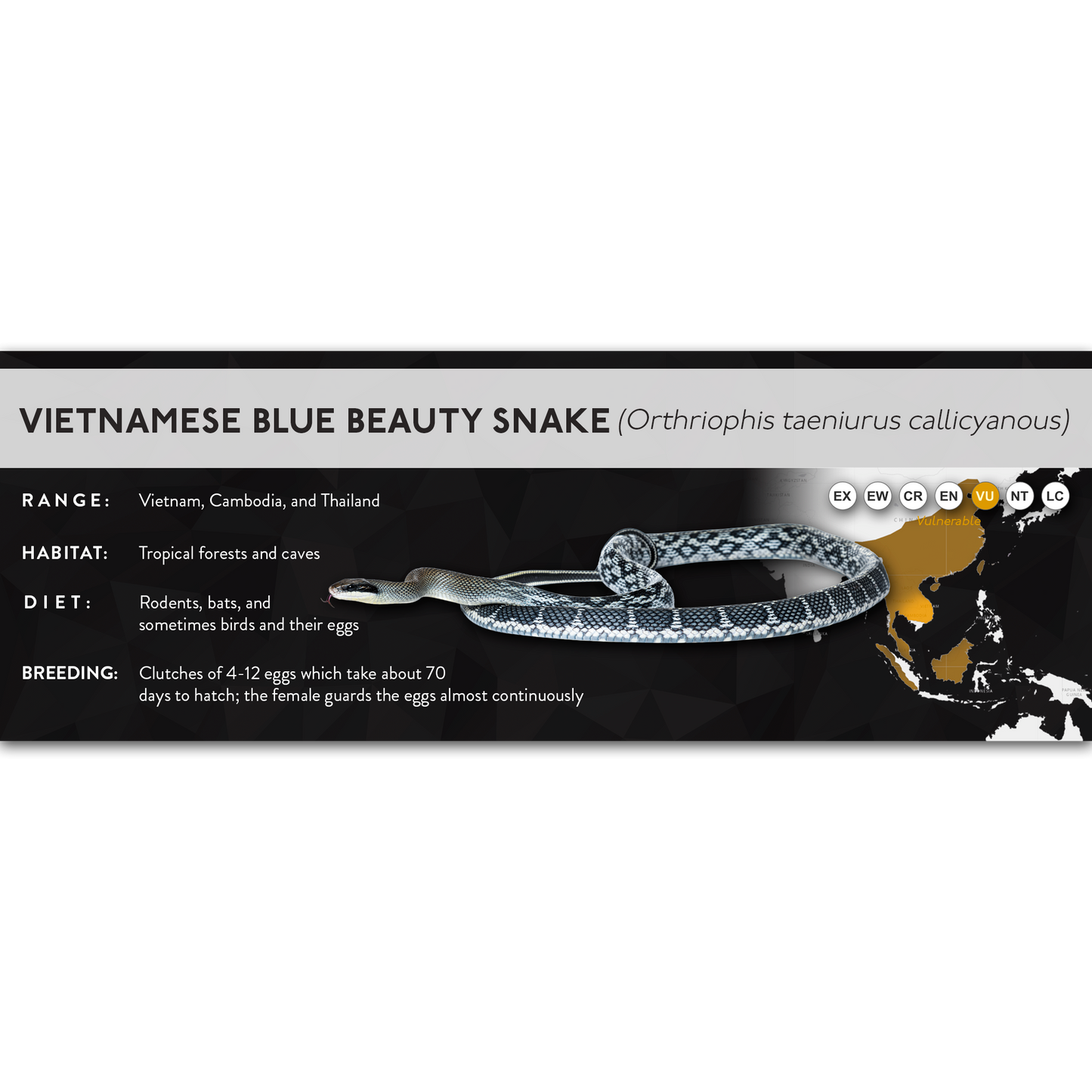 Vietnamese Blue Beauty Snake (Elaphe taeniura callicyanous - Orthriophis taeniurus callicyanous) - X Label