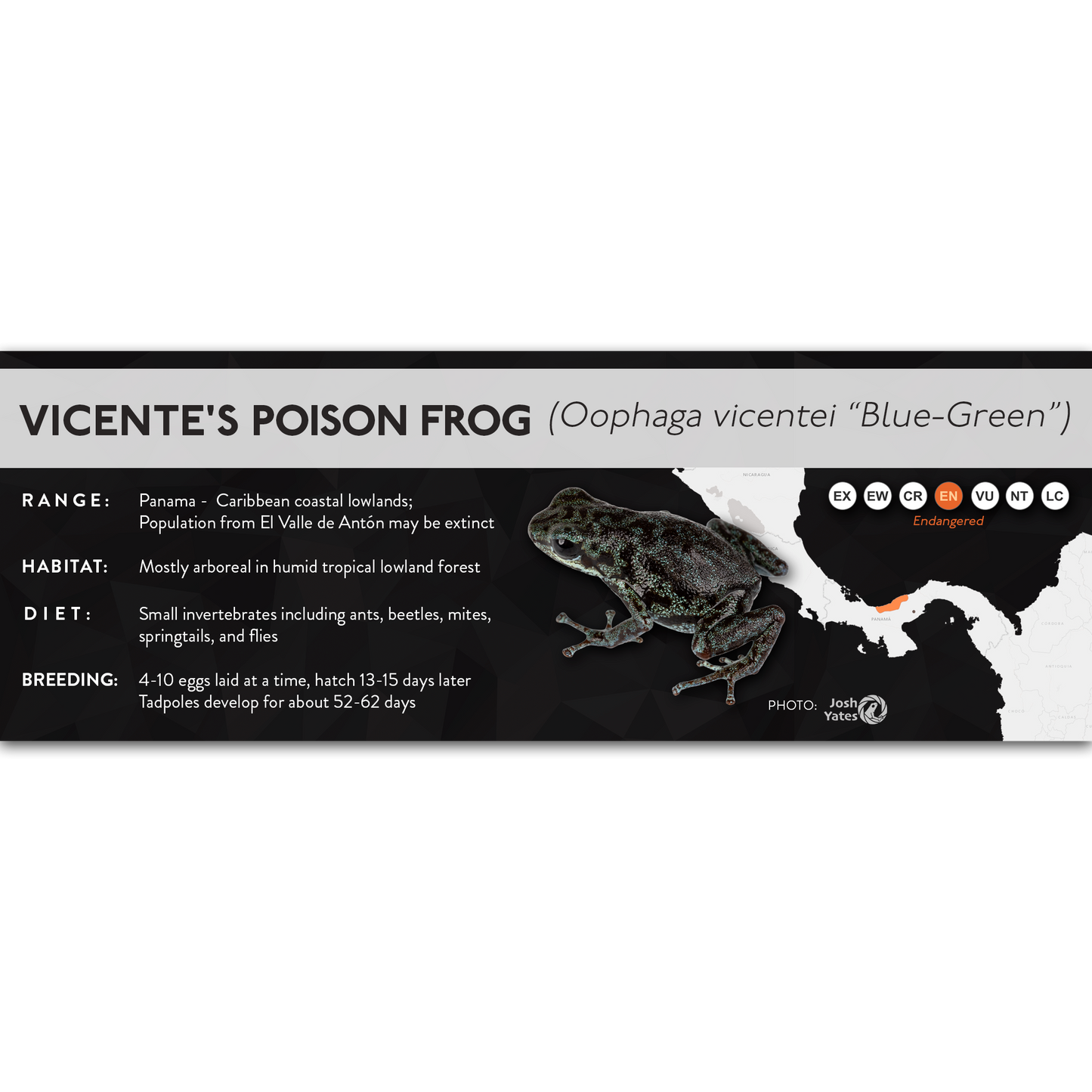 Vicente's Poison Frog (Oophaga vicentei) - X Label