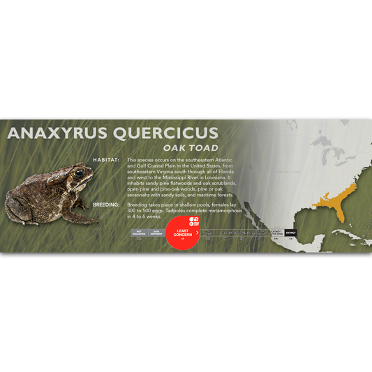 Oak Toad (Anaxyrus quercicus) - Classic Vivarium Label