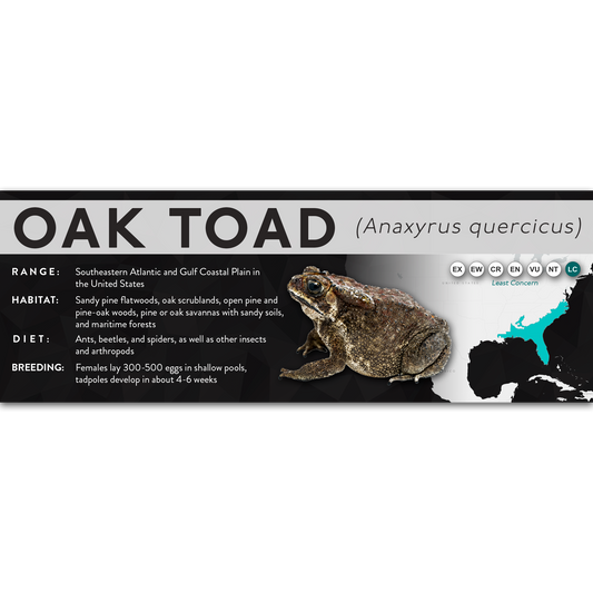 Oak Toad (Anaxyrus quercicus) - X Label