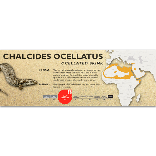 Ocellated Skink (Chalcides ocellatus) Classic Vivarium Label
