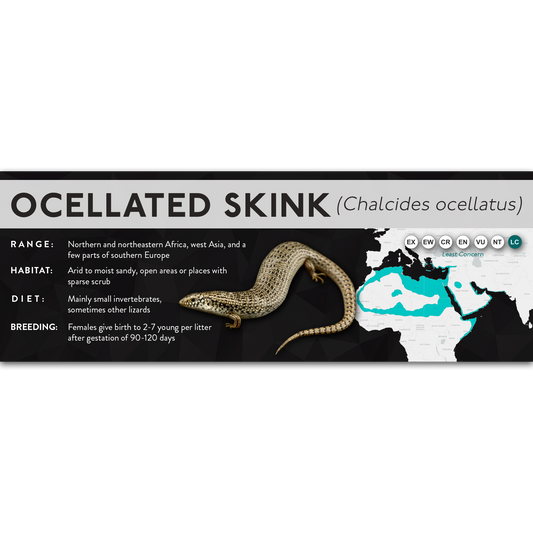 Ocellated Skink (Chalcides ocellatus) - X Label
