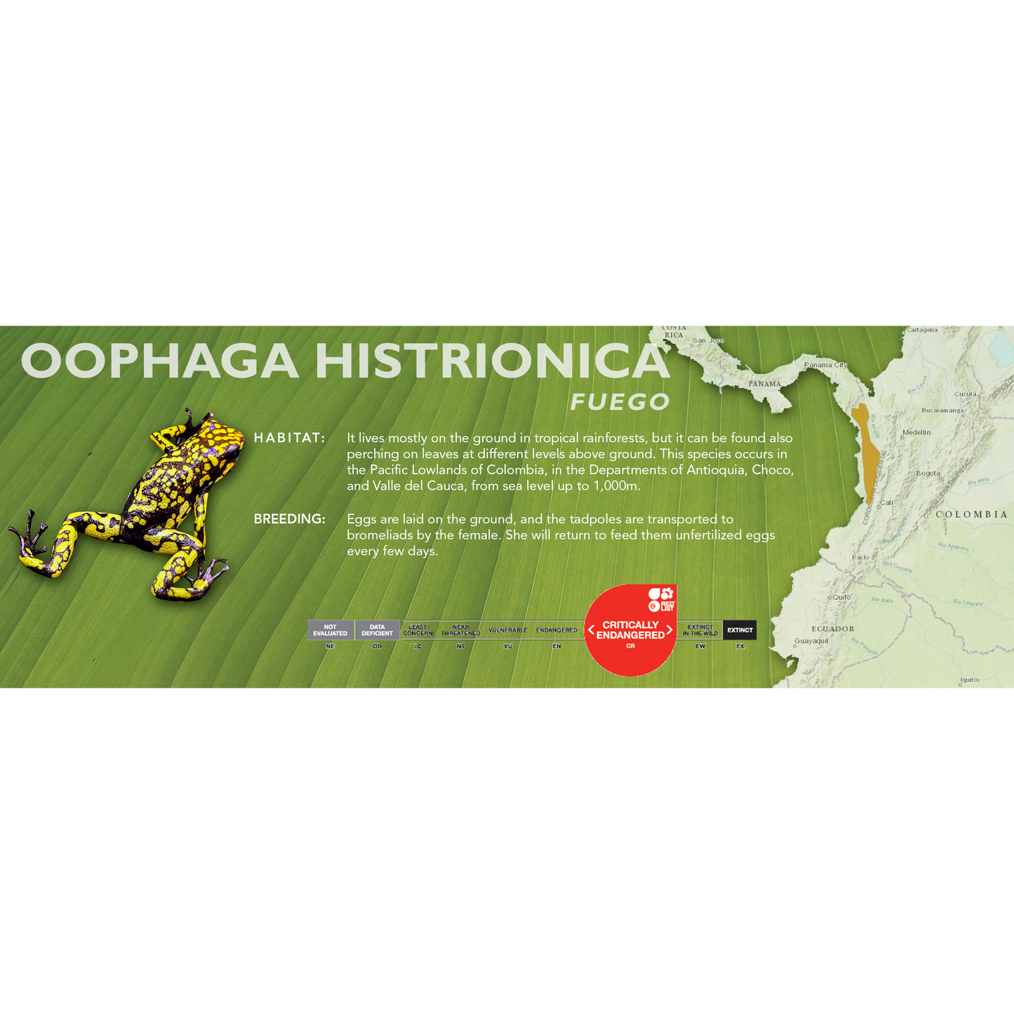 Oophaga histrionica - Classic Vivarium Label