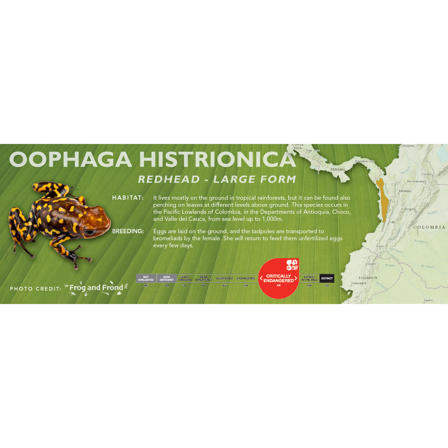 Oophaga histrionica - Classic Vivarium Label