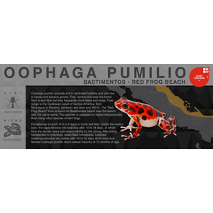 Oophaga pumilio "Bastimentos - Red Frog Beach" - Black Series Vivarium Label