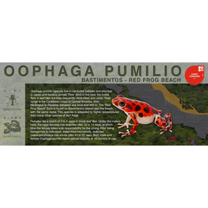 Oophaga pumilio "Bastimentos - Red Frog Beach" - Black Series Vivarium Label