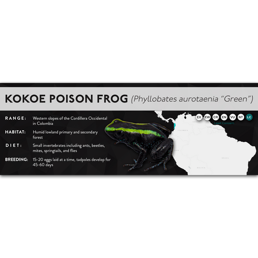 Kokoe Poison Frog (Phyllobates aurotaenia) - X Label