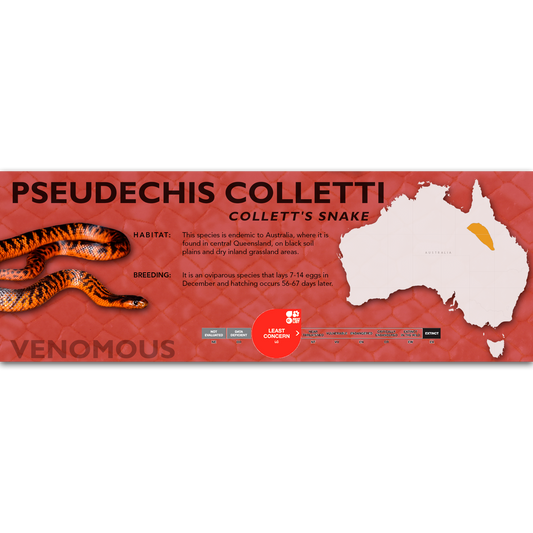Collett's Snake (Pseudechis colletti) Classic Vivarium Label