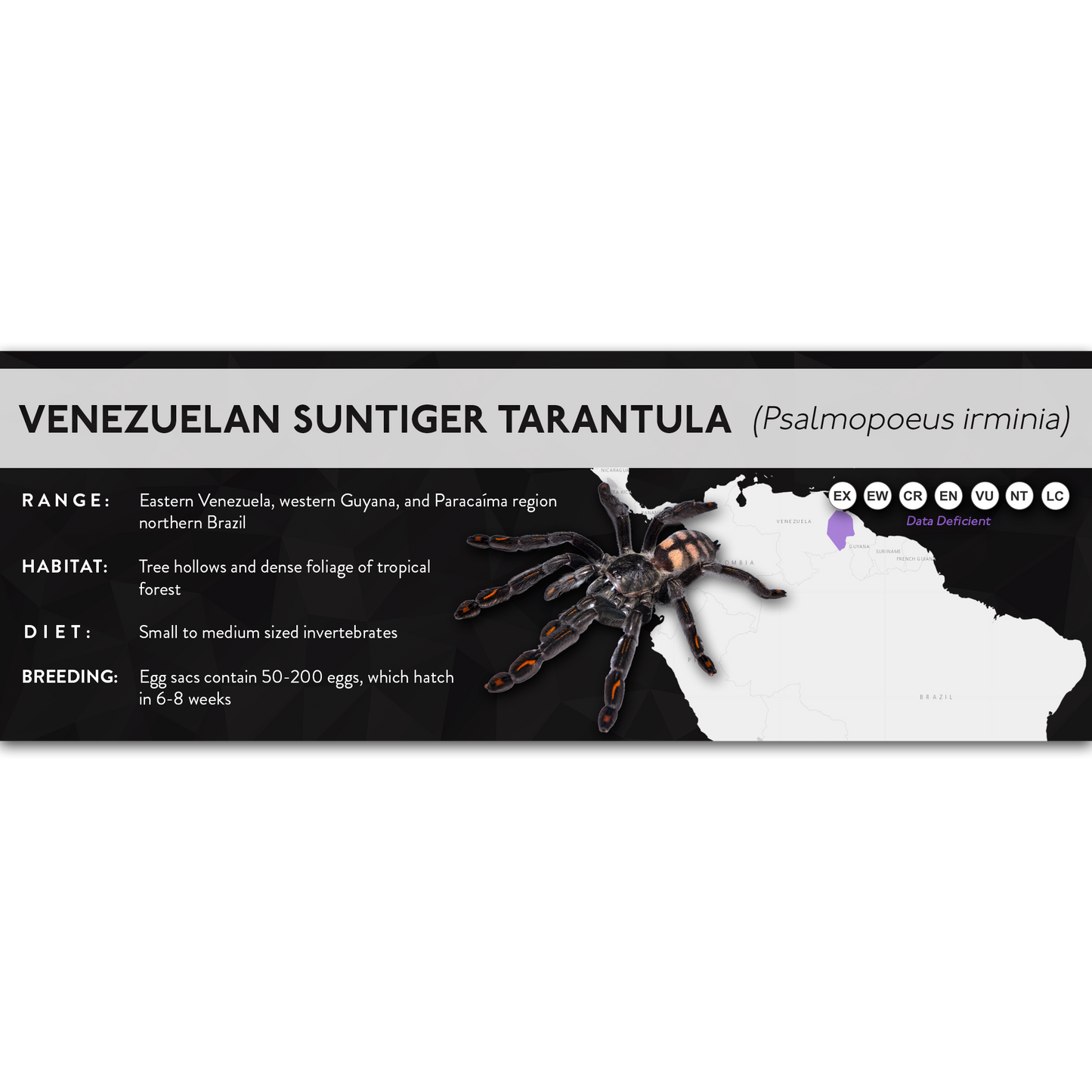 Venezuelan Suntiger Tarantula (Psalmopoeus irminia) - X Label