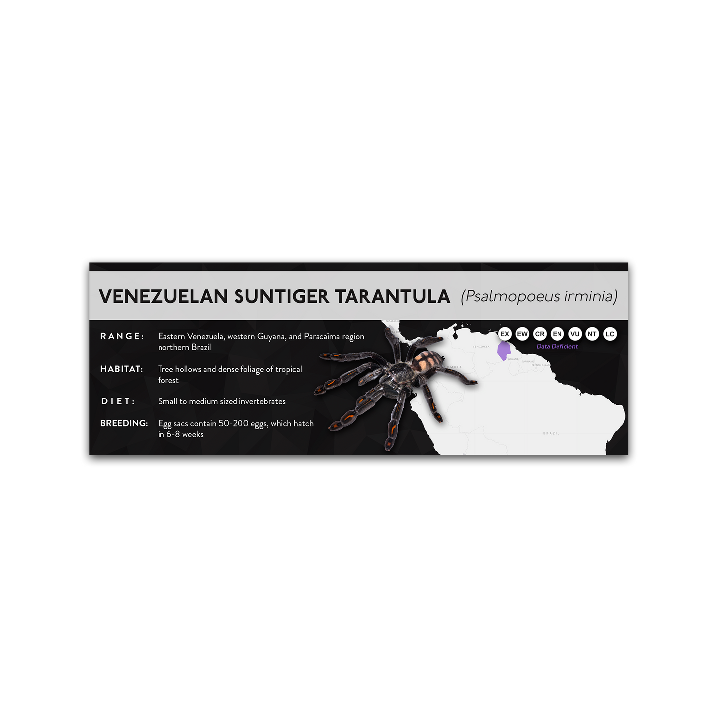 Venezuelan Suntiger Tarantula (Psalmopoeus irminia) - X Label