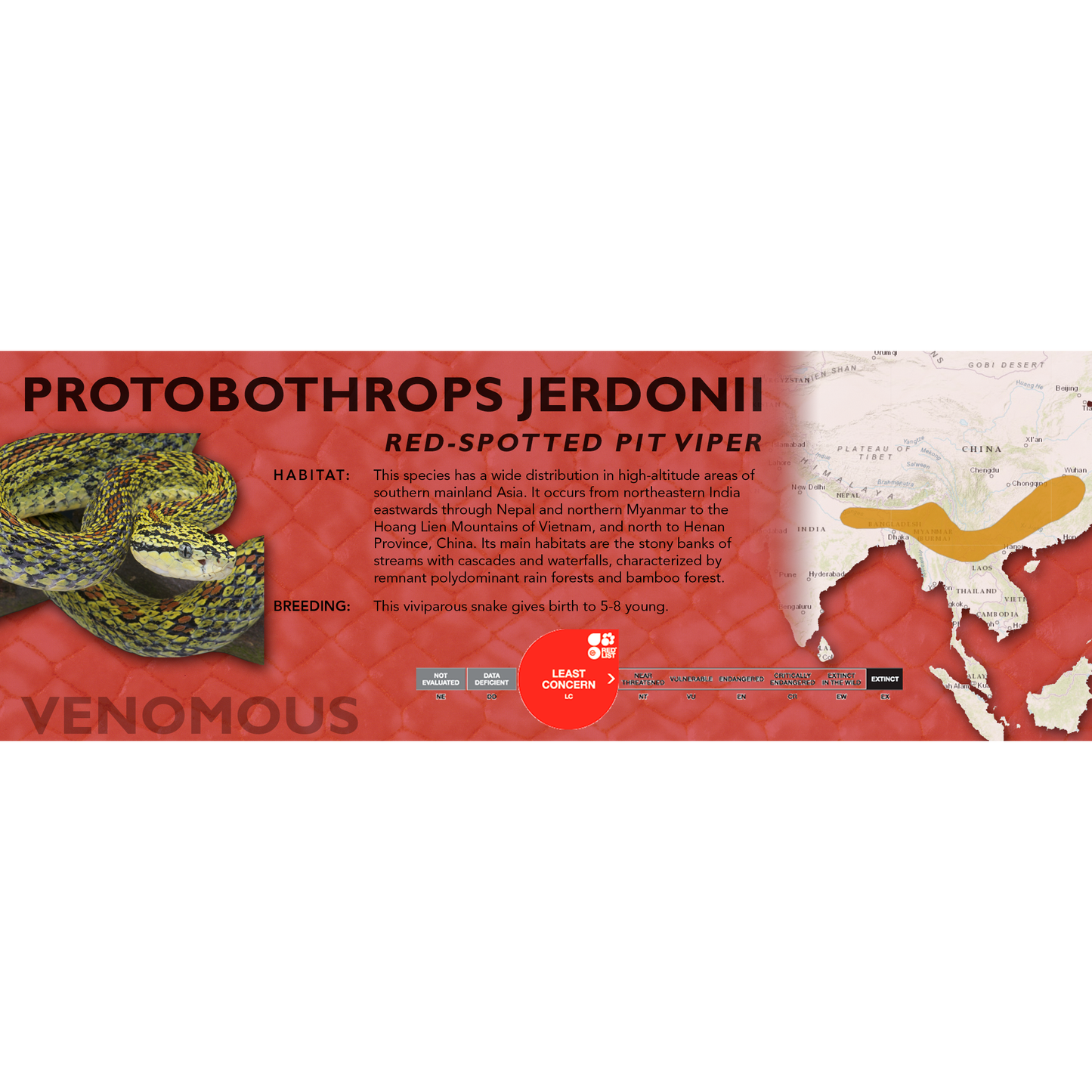 Red-Spotted Pit Viper (Protobothrops jerdonii) Standard Vivarium Label