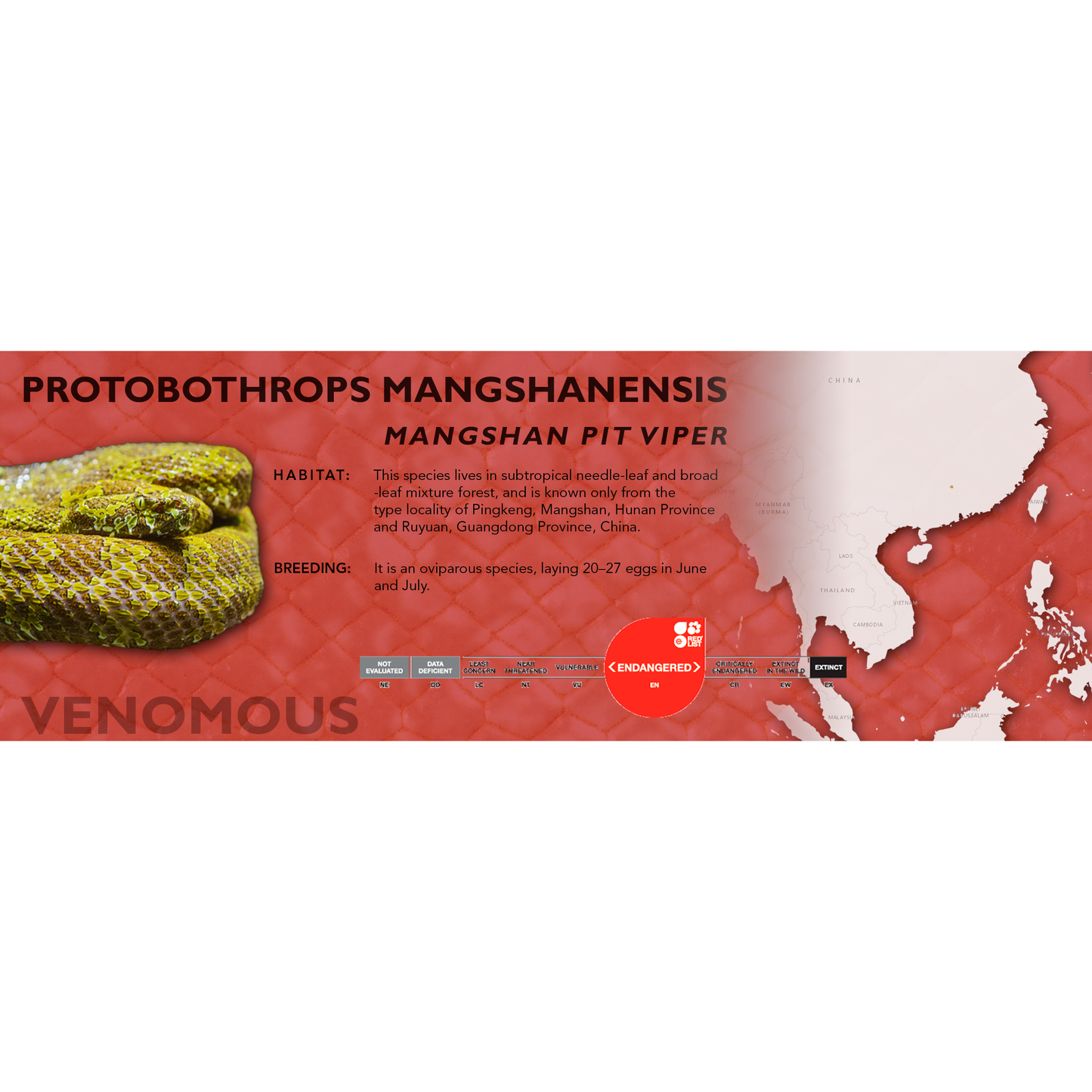 Mangshan Pit Viper (Protobothrops mangshanensis) Classic Vivarium Label