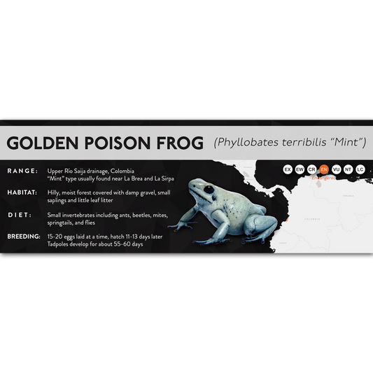 Golden Poison Frog (Phyllobates terribilis) - X Label