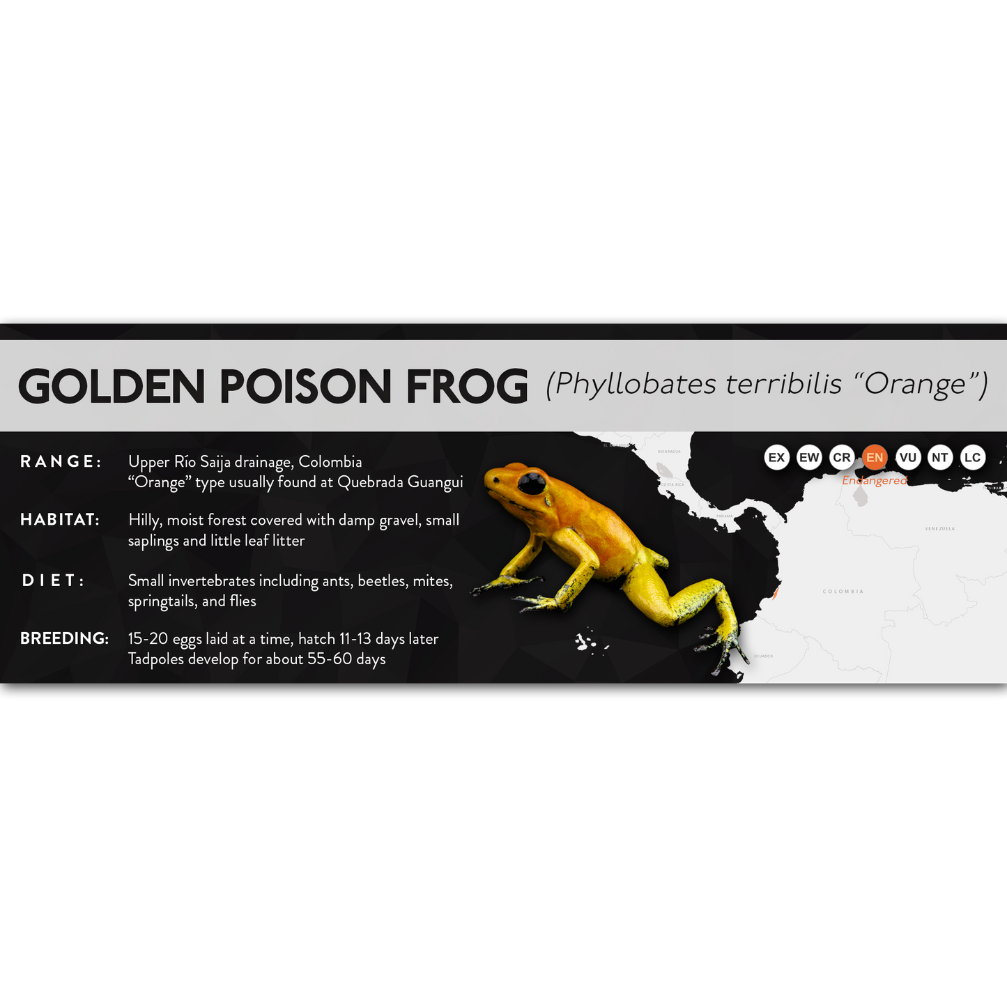 Golden Poison Frog (Phyllobates terribilis) - X Label