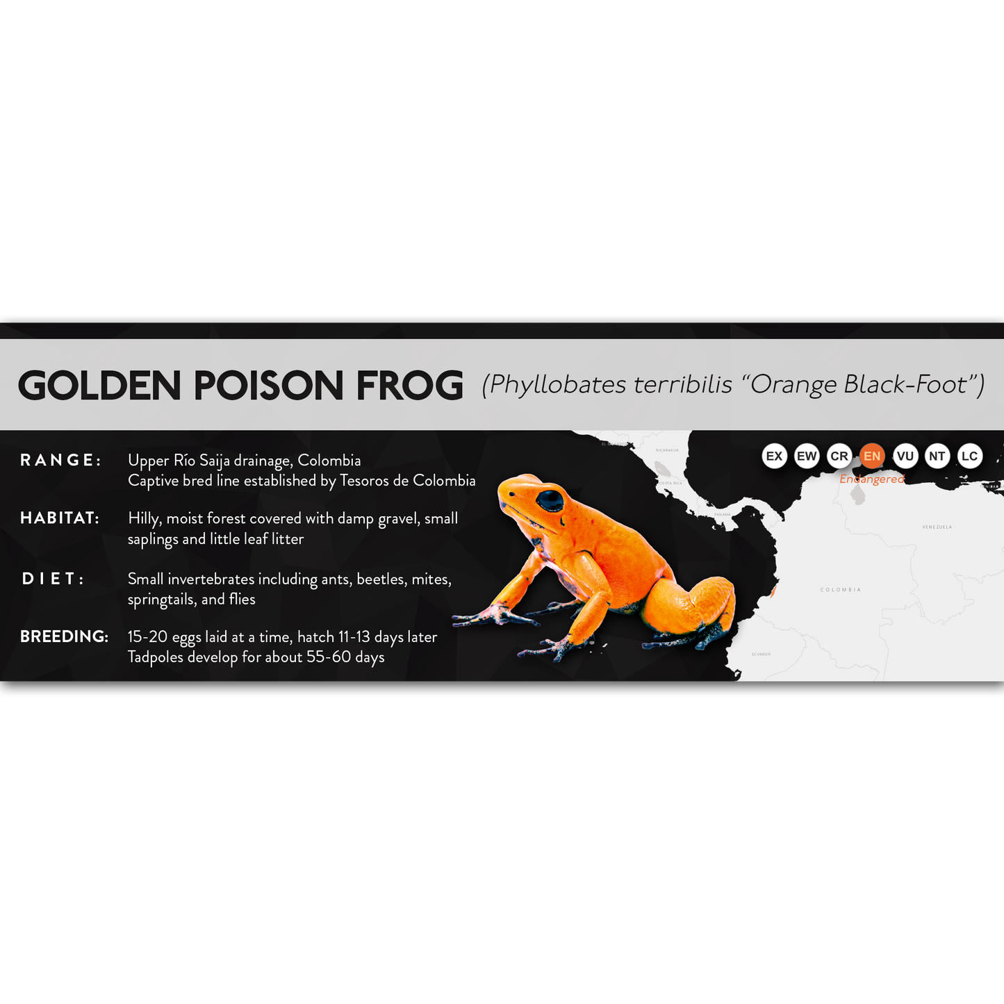 Golden Poison Frog (Phyllobates terribilis) - X Label