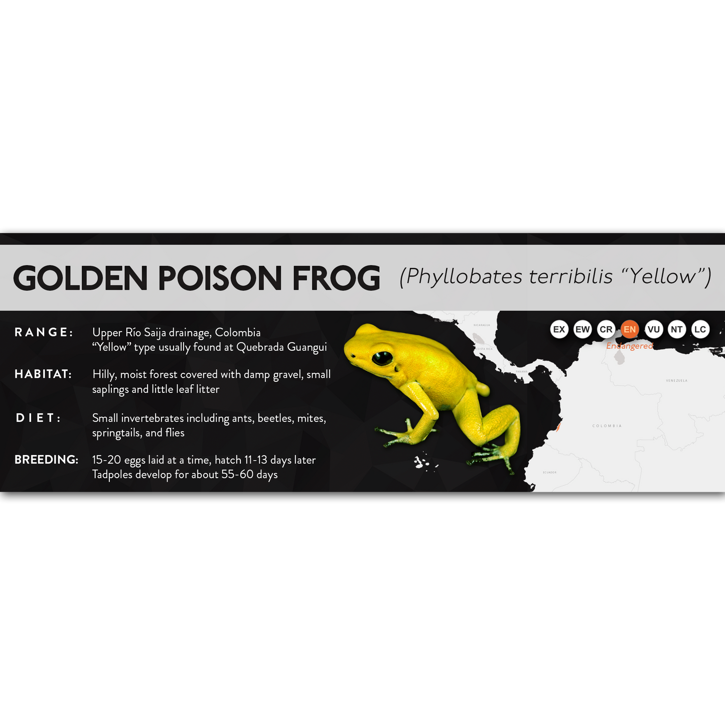 Golden Poison Frog (Phyllobates terribilis) - X Label