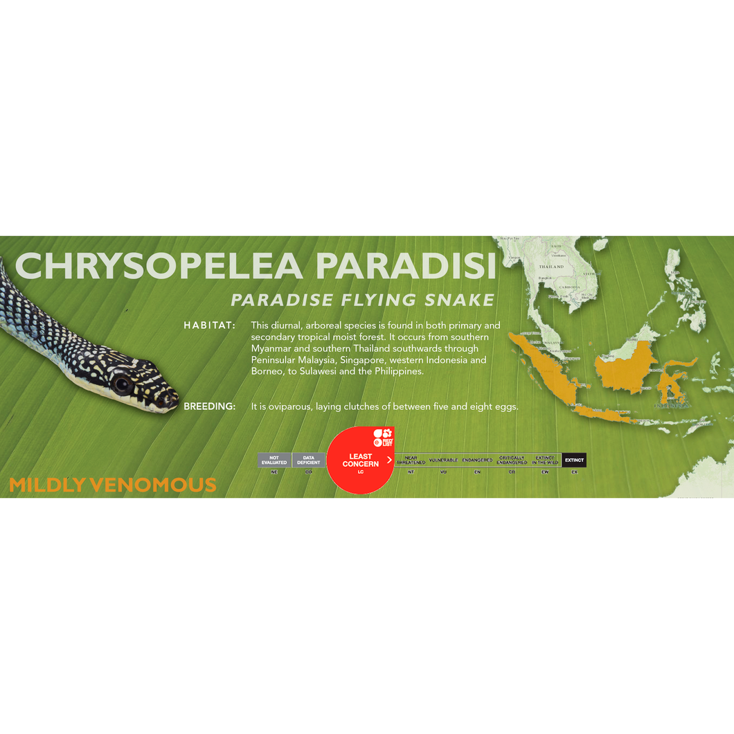Paradise Flying Snake (Chrysopelea paradisi) Standard Vivarium Label