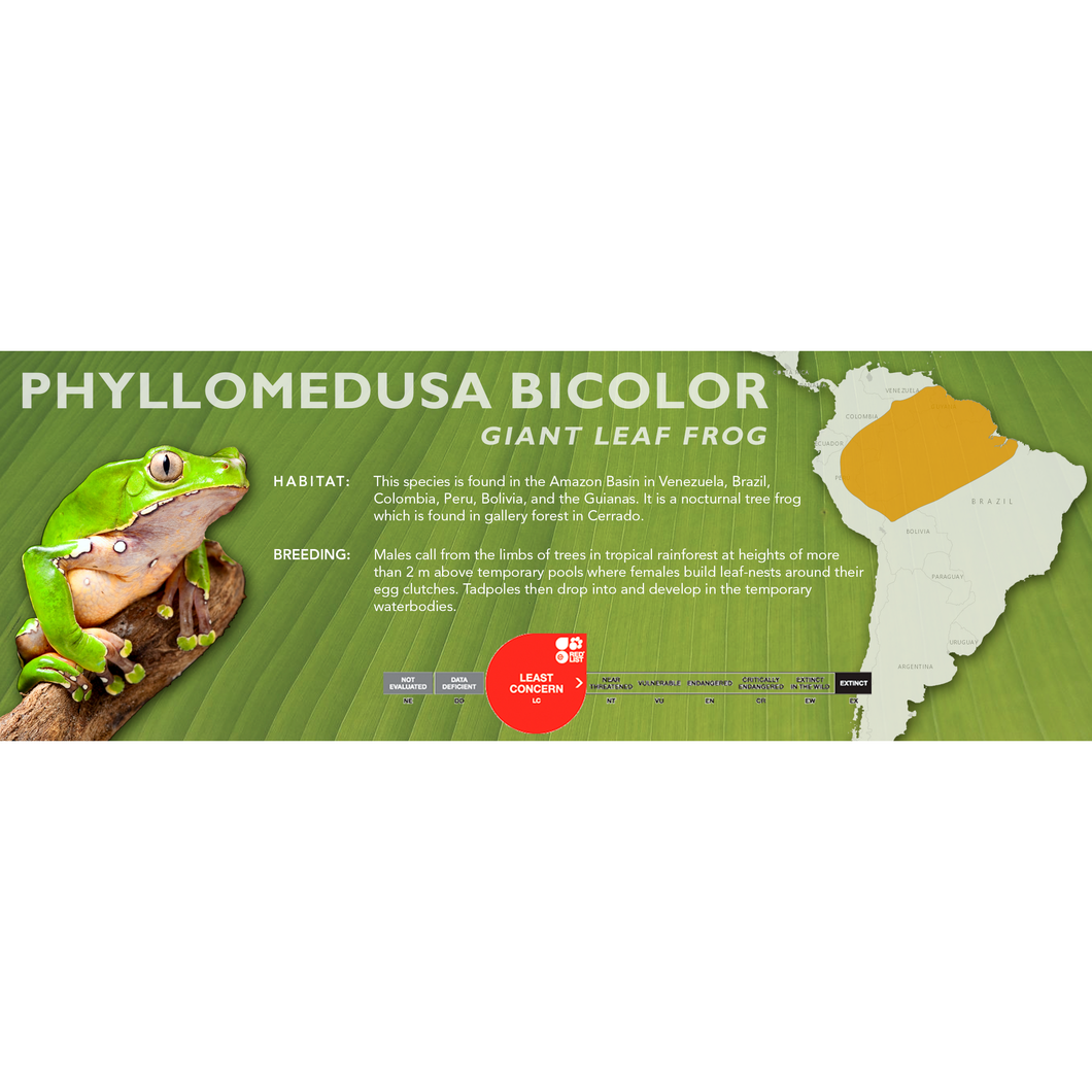 Giant Leaf Frog (Phyllomedusa bicolor) - Standard Vivarium Label