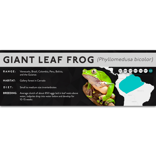 Giant Leaf Frog (Phyllomedusa bicolor) - X Label