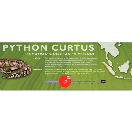 Pythons – Page 2 – Cloud Forest Design
