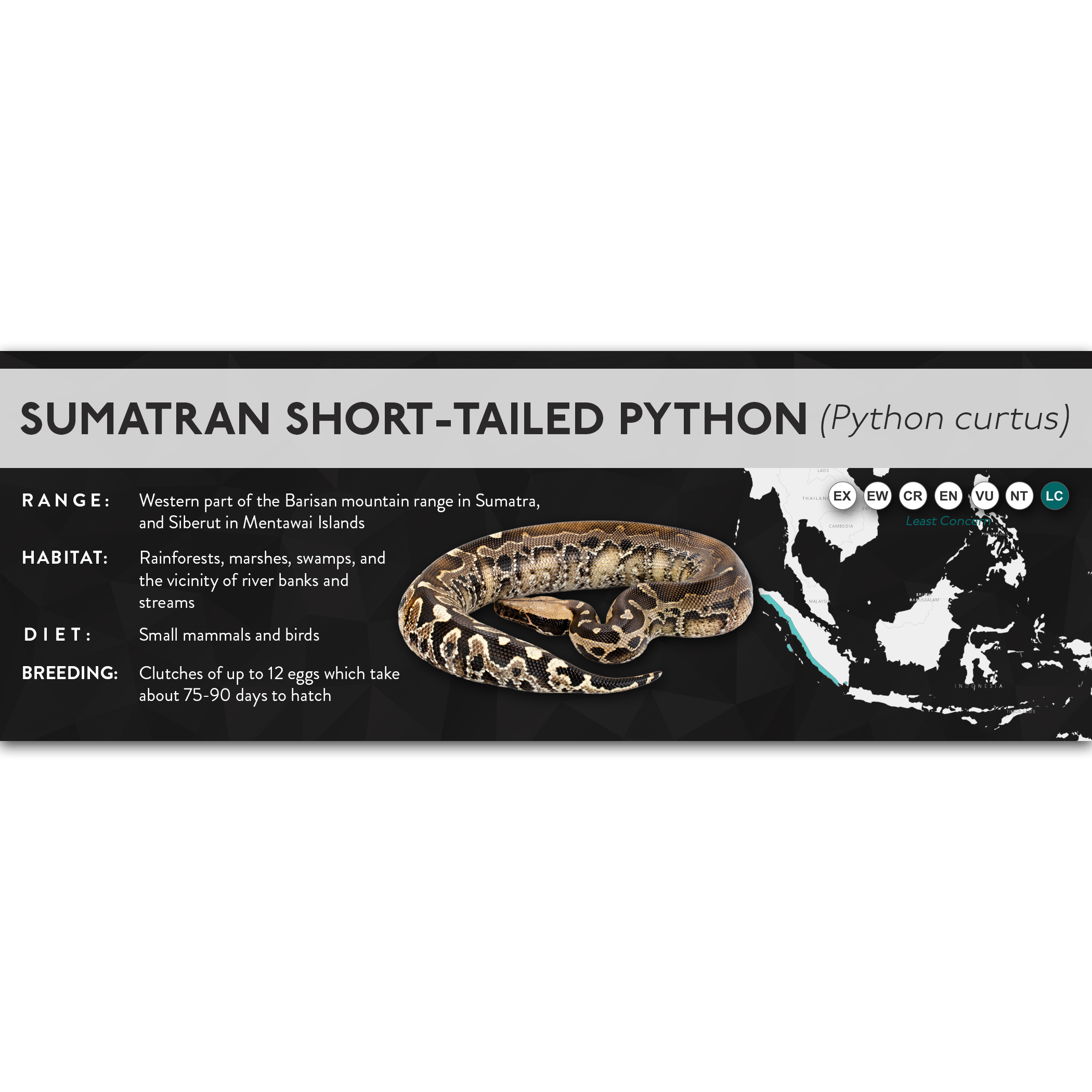 Sumatran Short-Tailed Python (Python curtus) - X Label – Cloud Forest ...