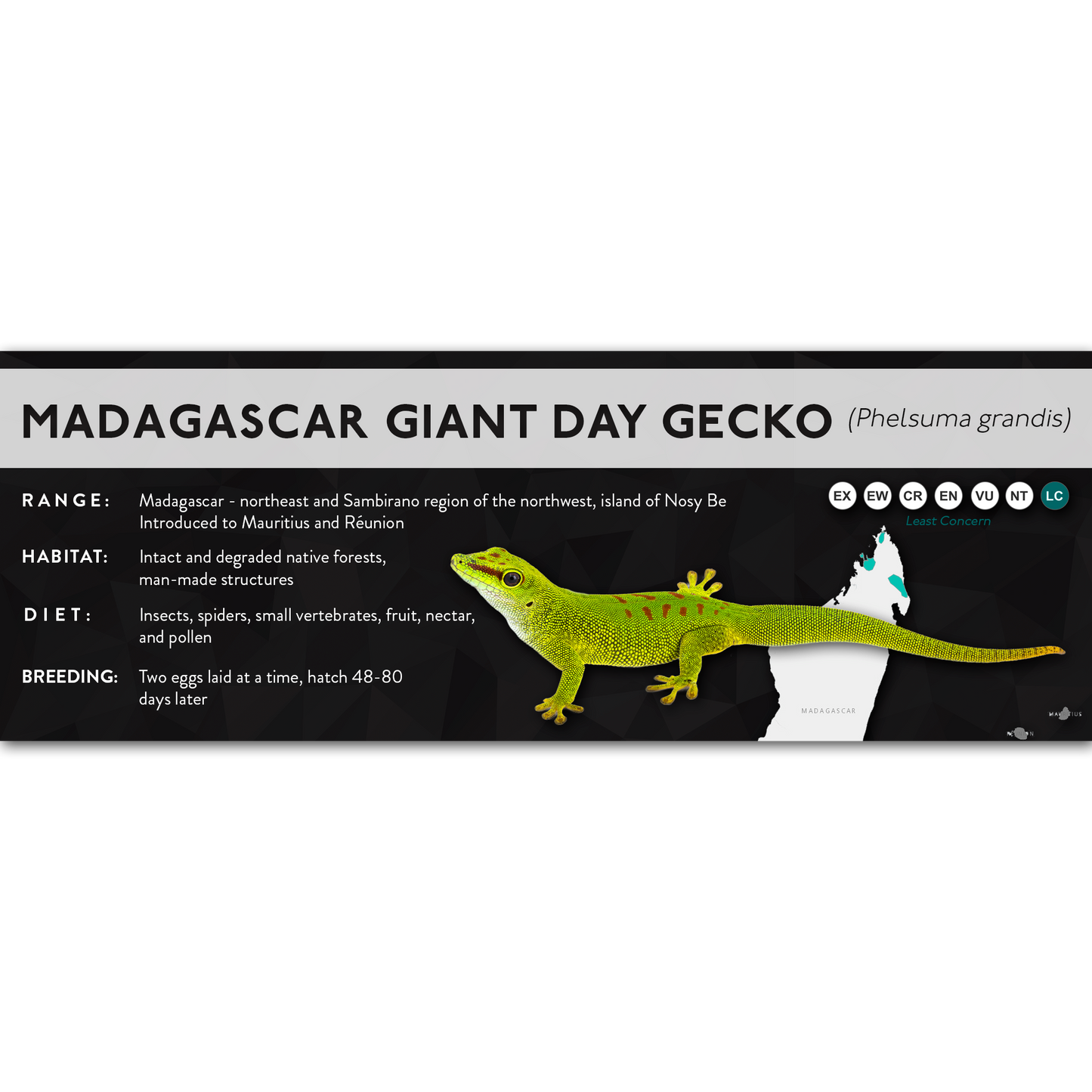 Madagascar Giant Day Gecko (Phelsuma grandis) - X Label