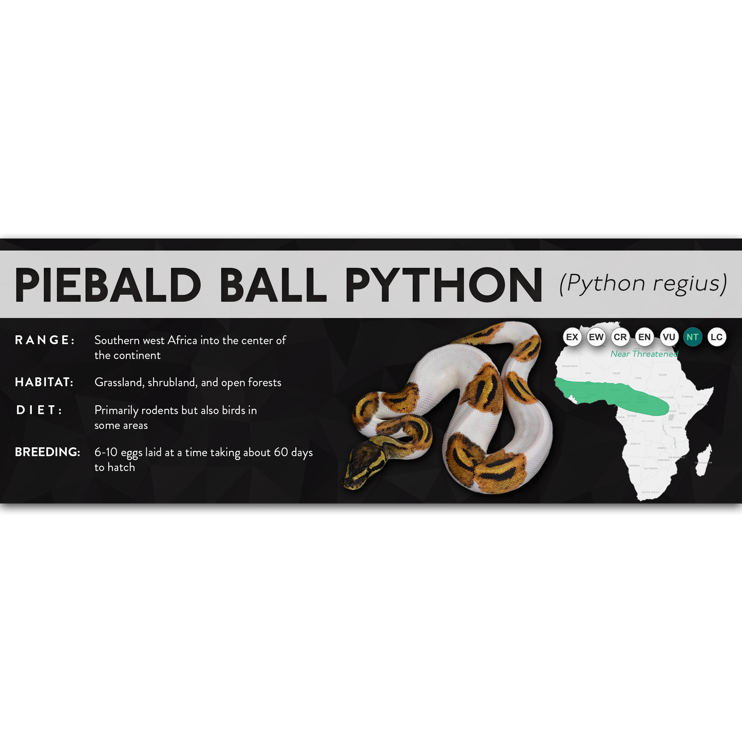 Ball Python (Python regius) - X Label – Cloud Forest Design