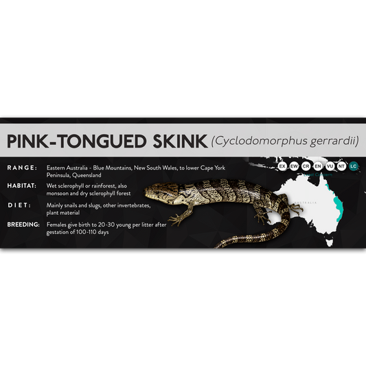 Pink-Tongued Skink (Cyclodomorphus gerrardii) - X Label