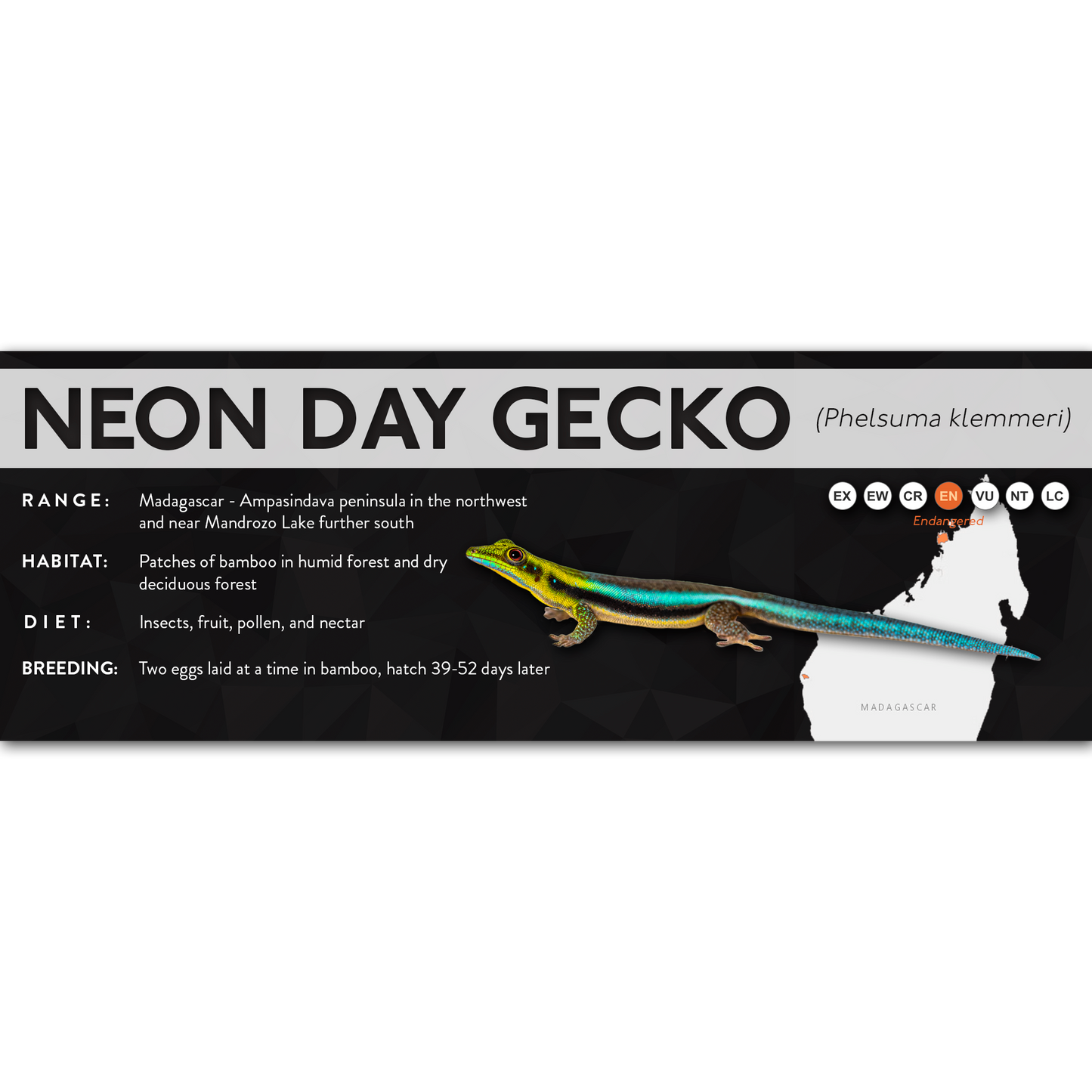 Neon Day Gecko (Phelsuma klemmeri) - X Label