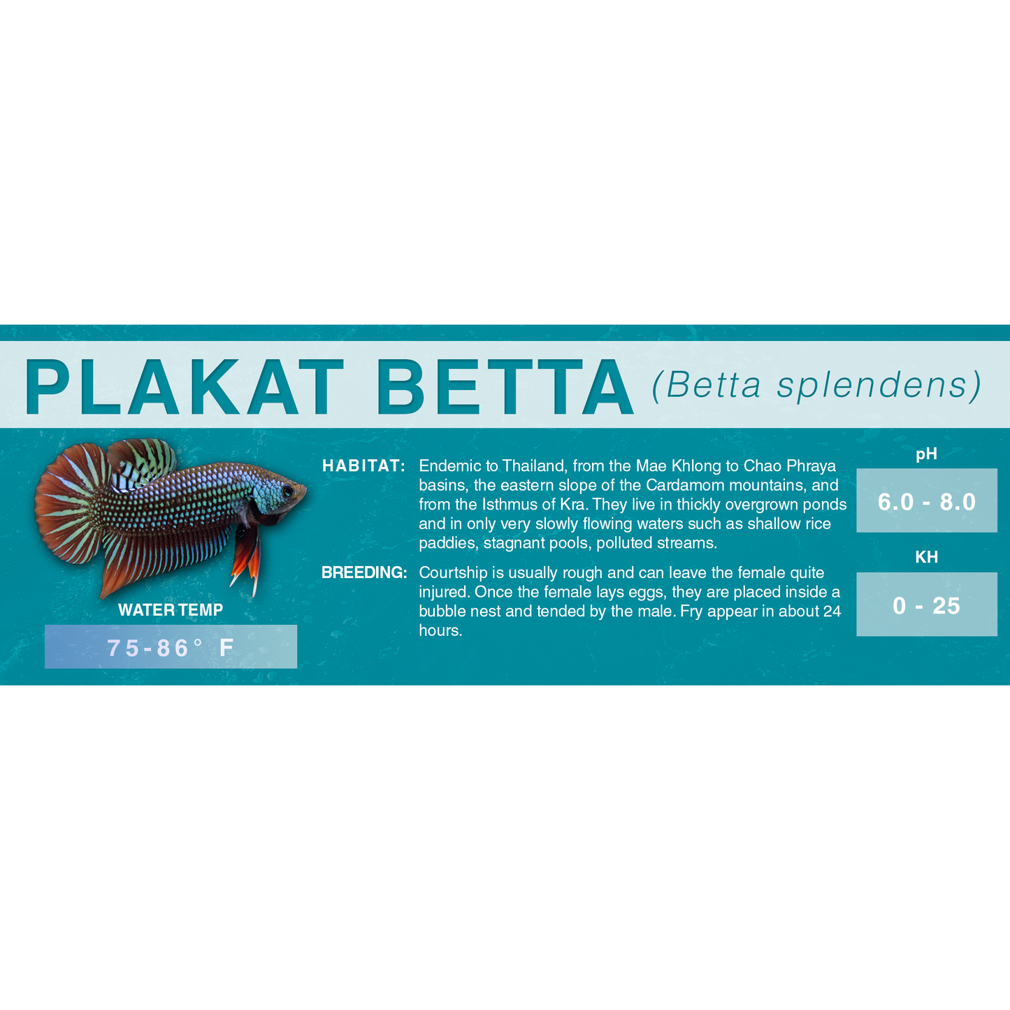 Betta Fish (Betta splendens) - Standard Aquarium Label