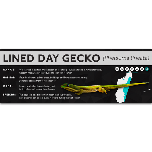 Lined Day Gecko (Phelsuma lineata) - X Label