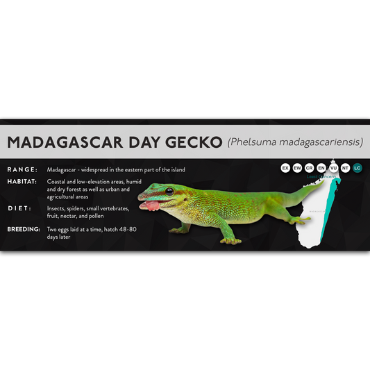 Madagascar Day Gecko (Phelsuma madagascariensis) - X Label