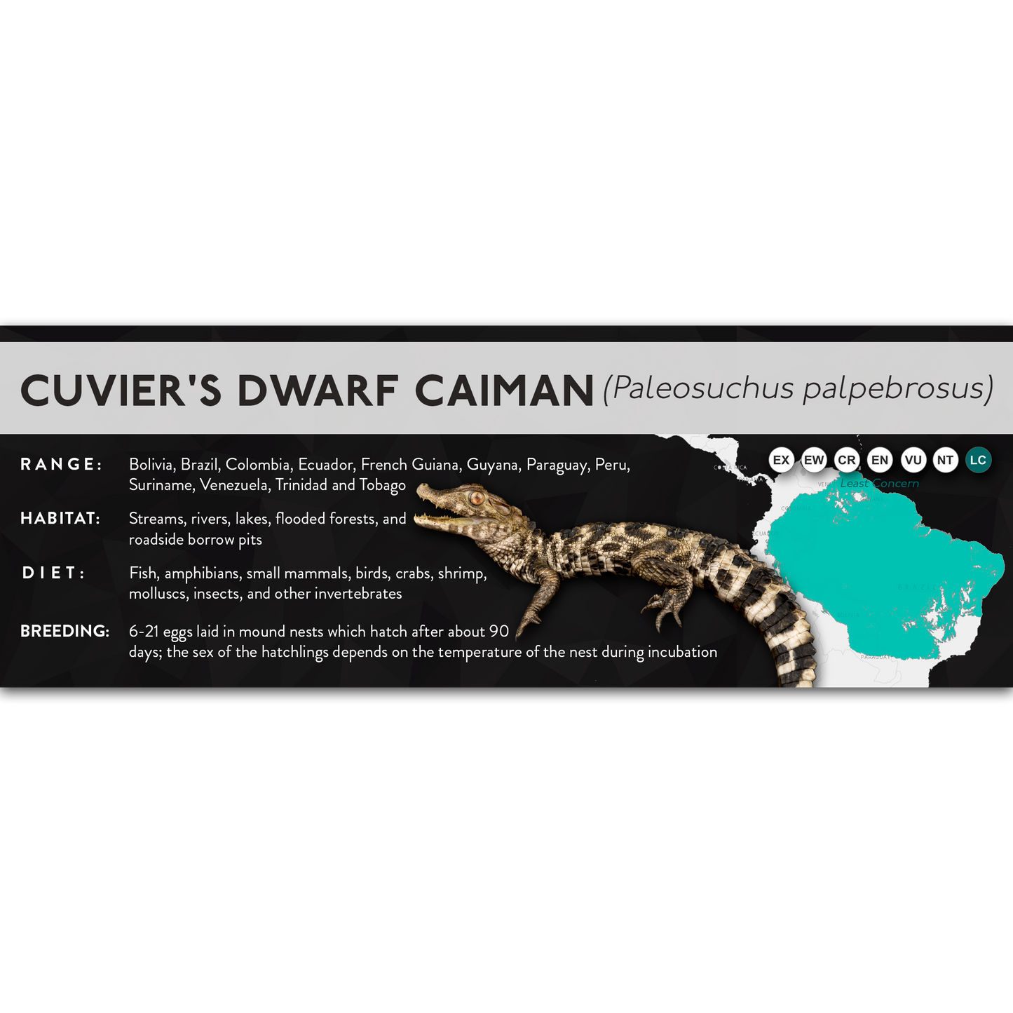 Cuvier's Dwarf Caiman (Paleosuchus palpebrosus) - X Label