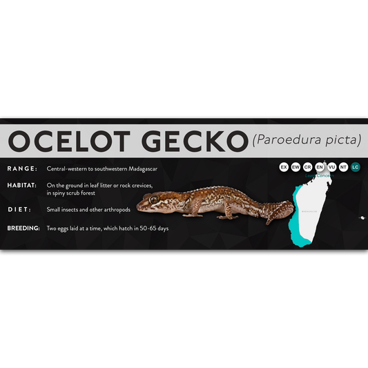 Ocelot Gecko (Paroedura picta) - X Label