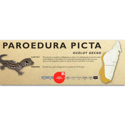 Ocelot Gecko (Paroedura picta) Classic Vivarium Label