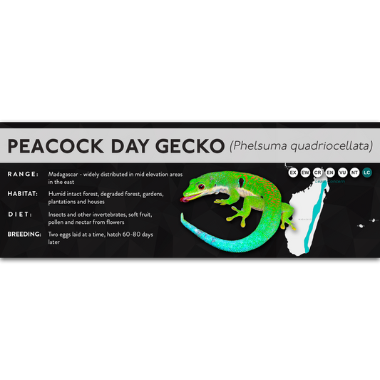 Peacock Gecko (Phelsuma quadriocellata) - X Label