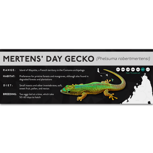 Mertens' Day Gecko (Phelsuma robertmertensi) - X Label