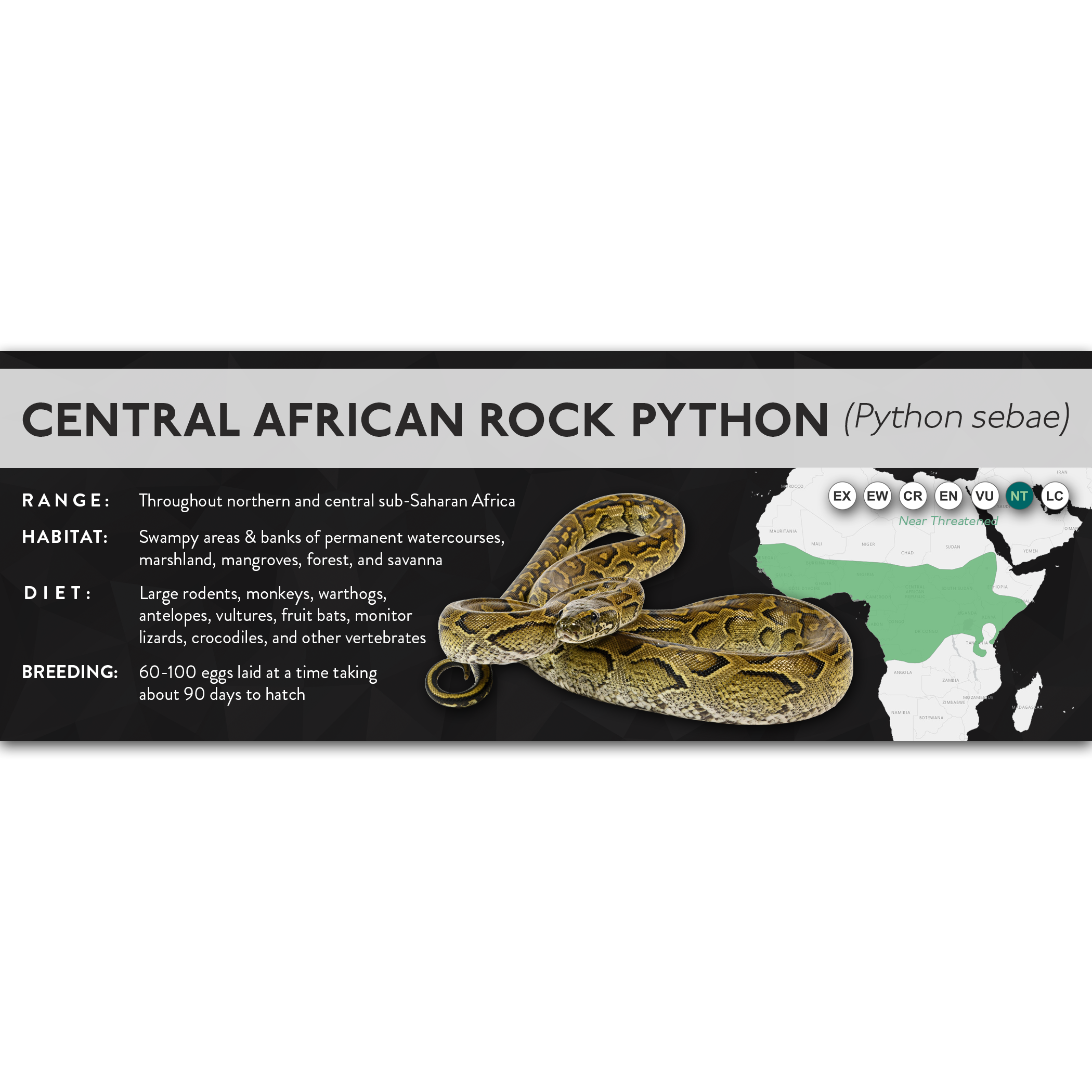 Central African Rock Python (Python sebae) - X Label – Cloud Forest Design