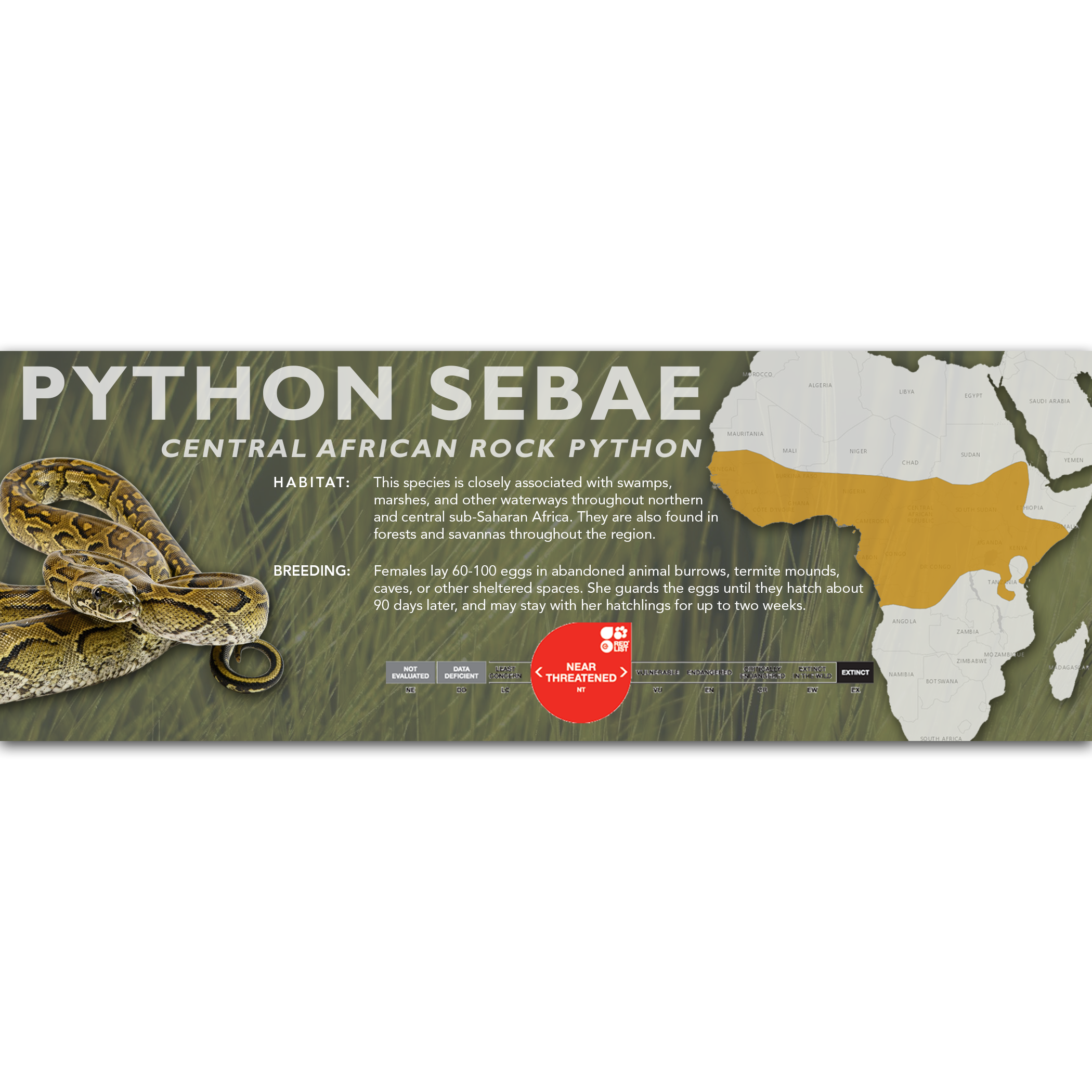 Pythons – Cloud Forest Design