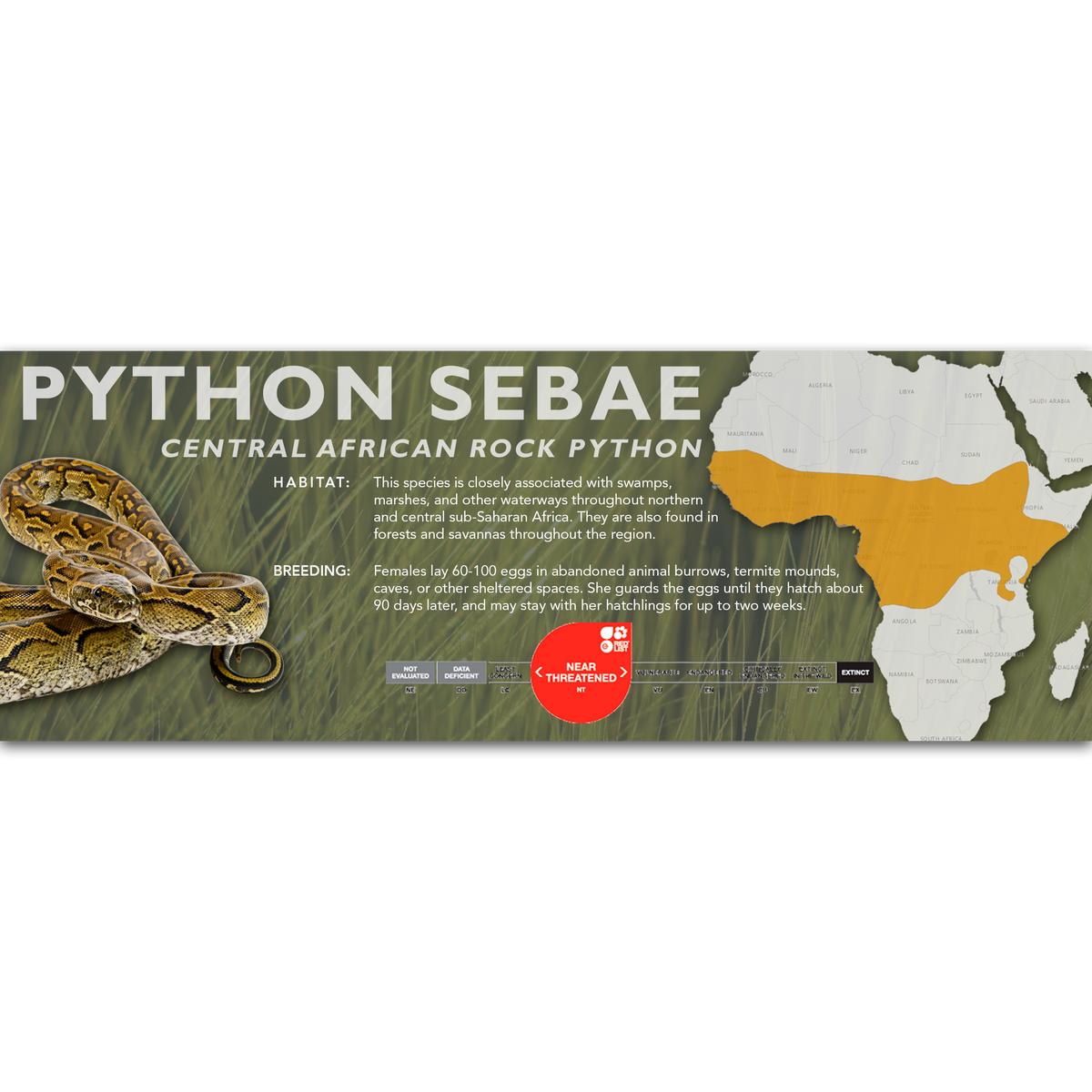 Python Sebae Isolated Central African Rock Python (Python sebae) Classic Vivarium Label ...
