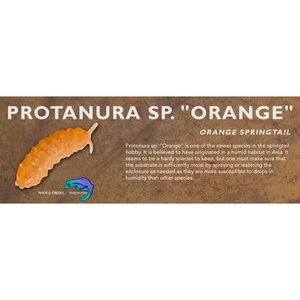Protanura sp. "Orange" (Orange Springtail) - Feeder Label